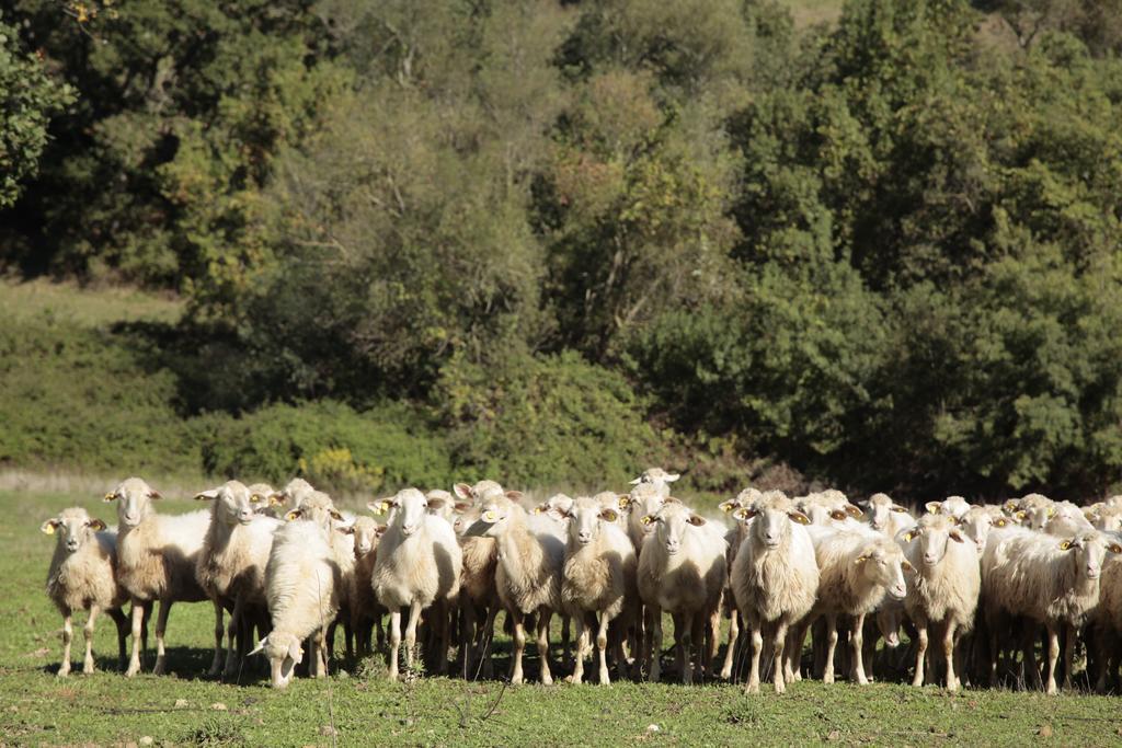 Agriturismo San Giusto Montiano  Bagian luar foto